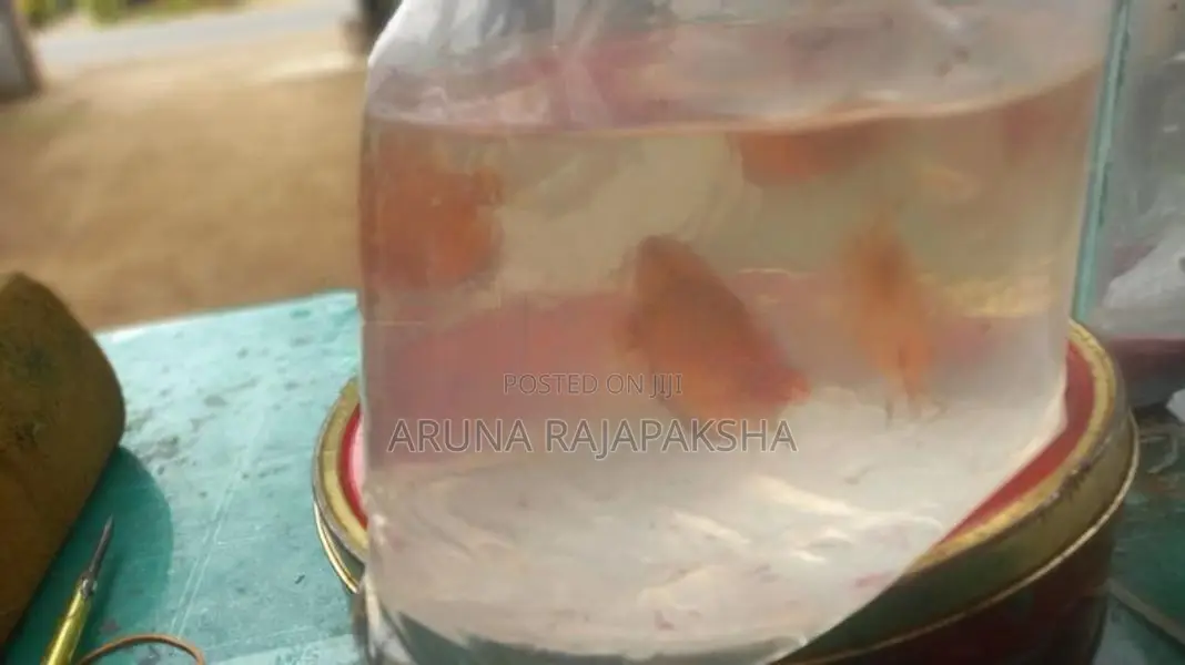 Discuss Fish