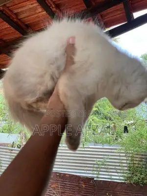 Persian Cat