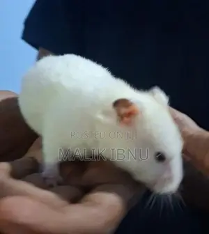Hamsters