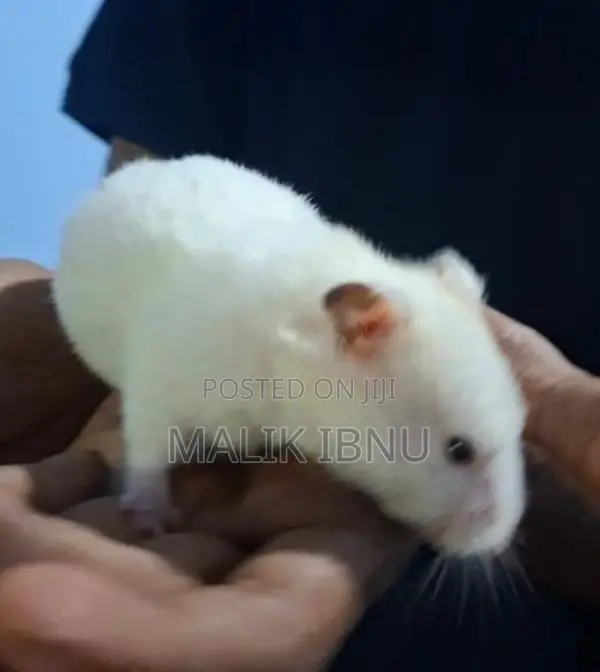 Hamsters