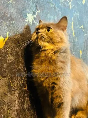 Persian Cat