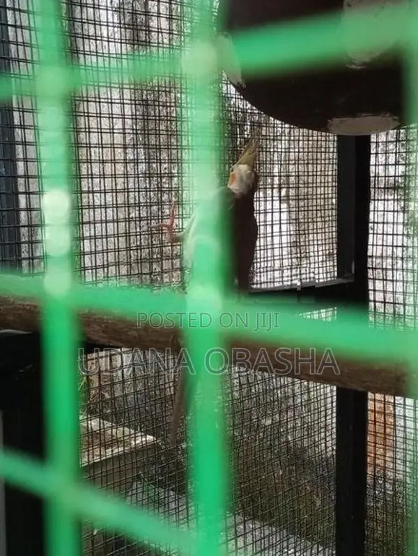 Cockatiel Breeding Pairs