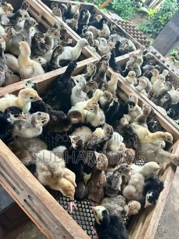 කලුකුම් පැටව්