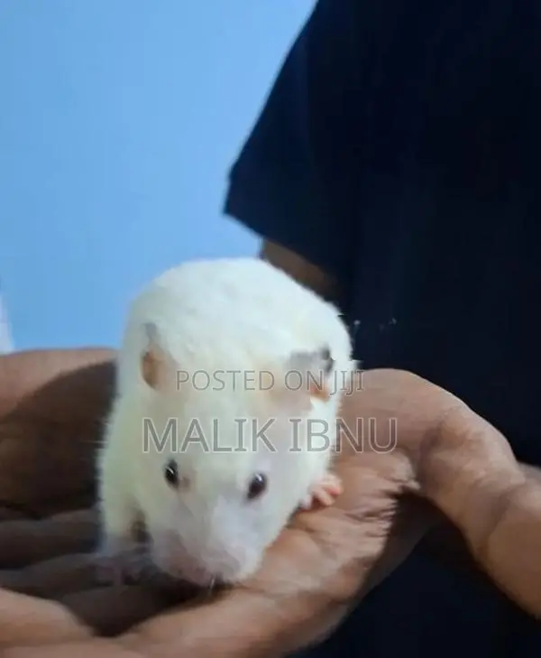 Hamsters