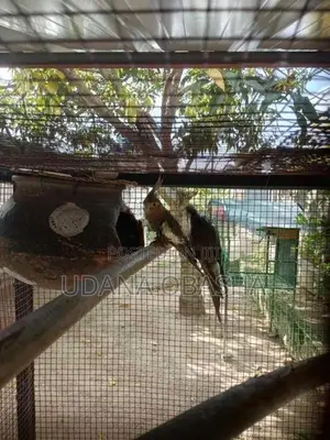 Cockatiel Breeding Pairs