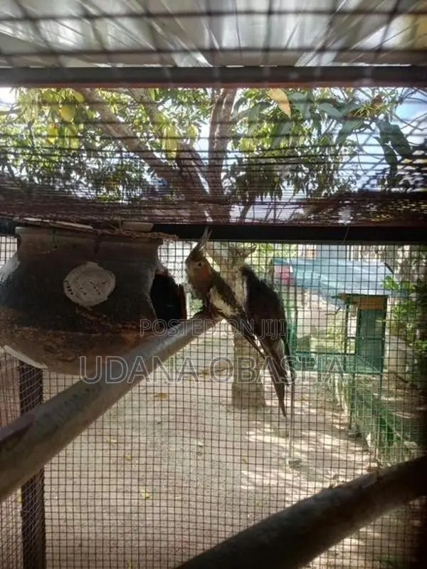 Cockatiel Breeding Pairs