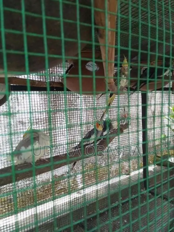 Cockatiel Breeding Pairs