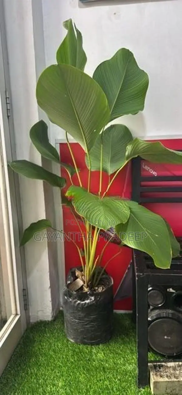Luthiya Plant