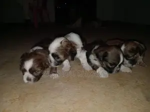 Shih Tzu Puppies
