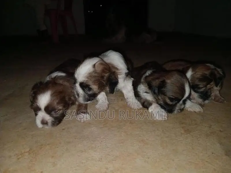 Shih Tzu Puppies