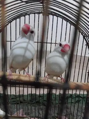 Finches Bird