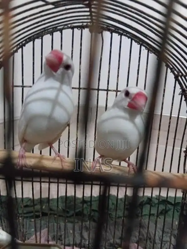 Finches Bird