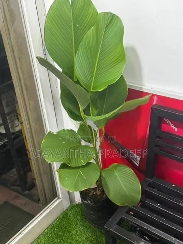 Luthiya Plant