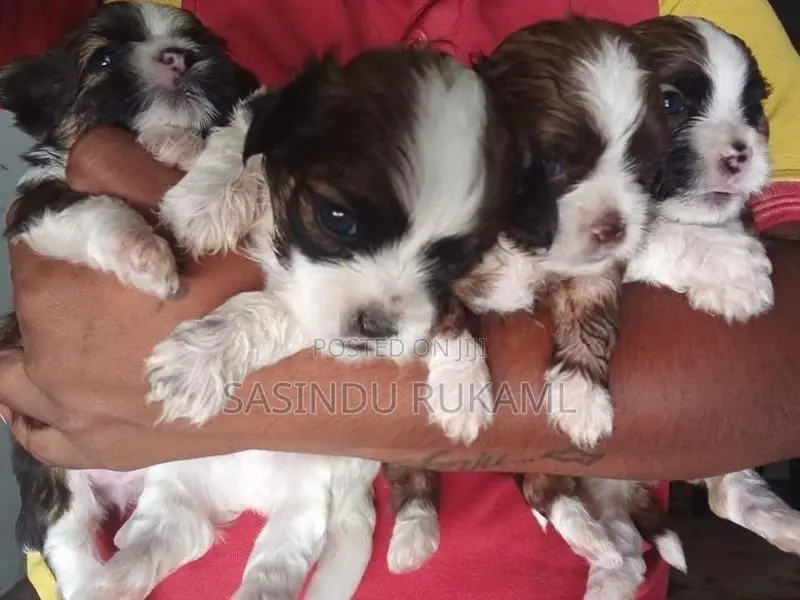 Shih Tzu Puppies