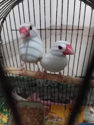 Finches Bird