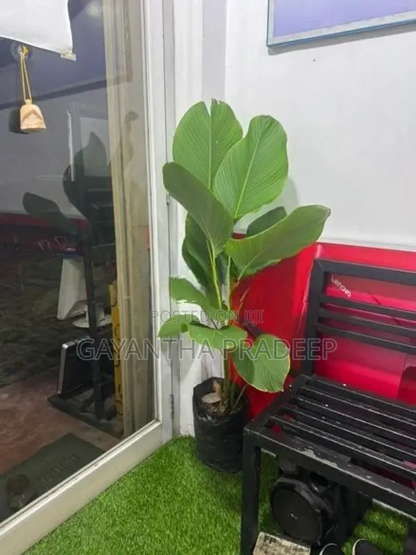 Luthiya Plant