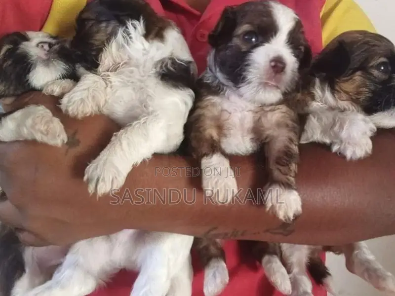 Shih Tzu Puppies