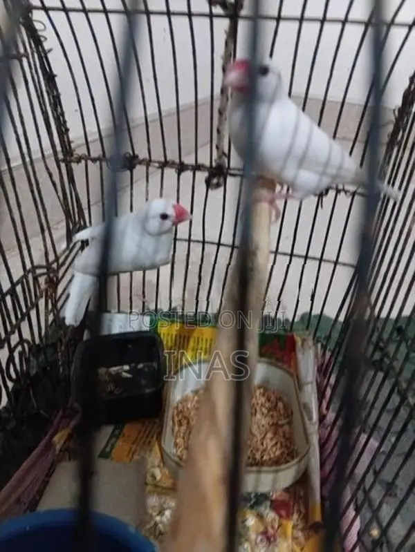 Finches Bird