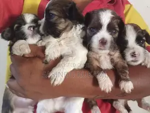 Shih Tzu Puppies