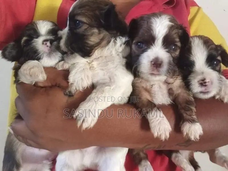 Shih Tzu Puppies