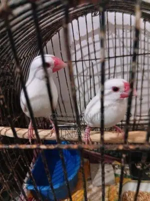 Finches Bird