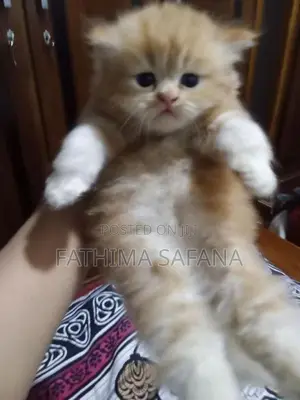Persian Kitten