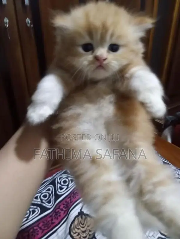 Persian Kitten