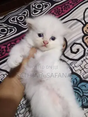 Persian Kitten