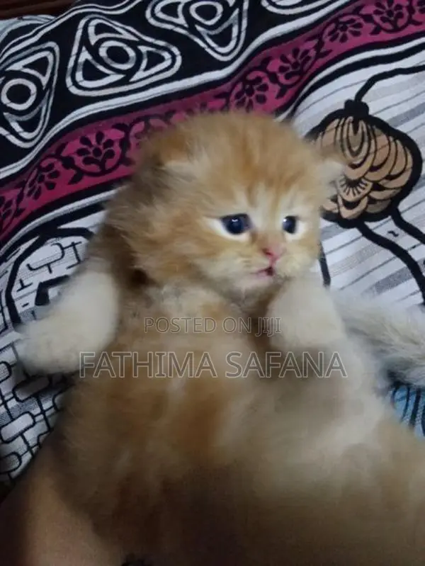 Persian Kitten