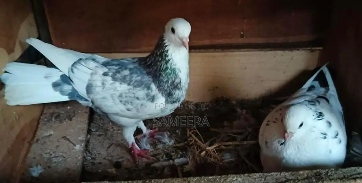 Pigeons