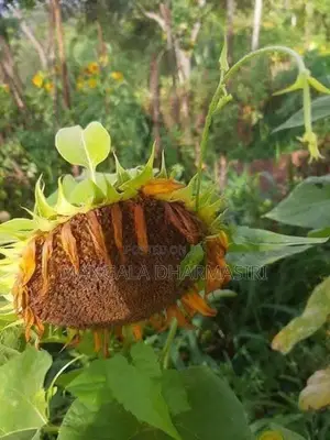Sunflower Seeds