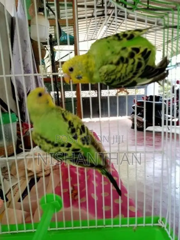 Rainbow Love Birds