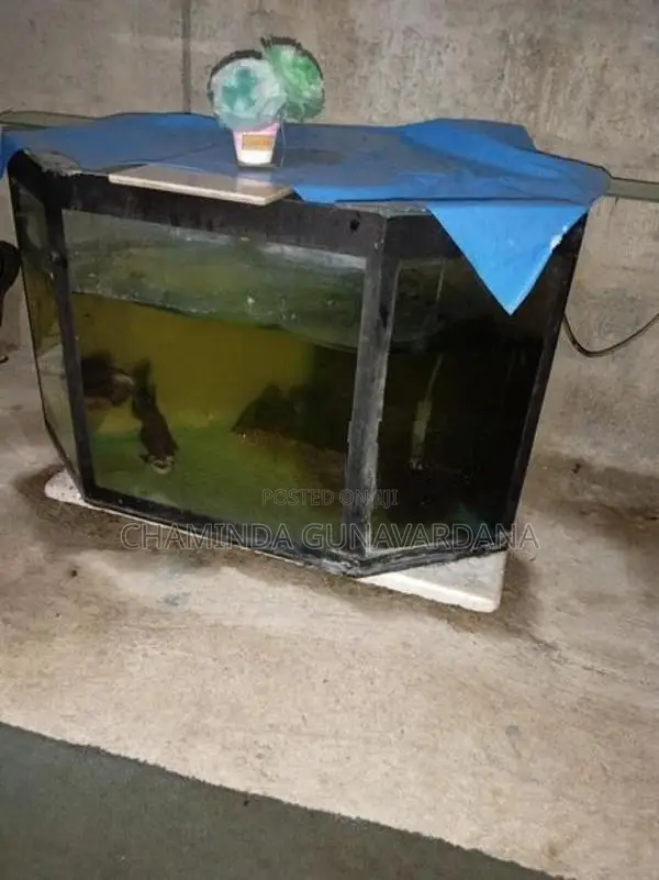 Fish Tank