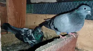 Pigeons
