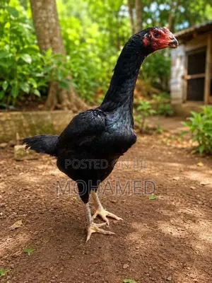 shamo hen