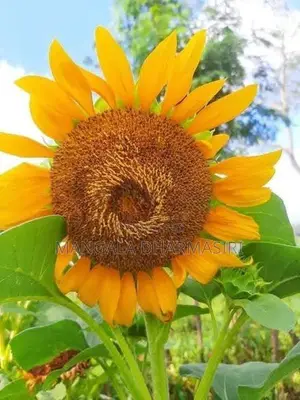 Sunflower Seeds