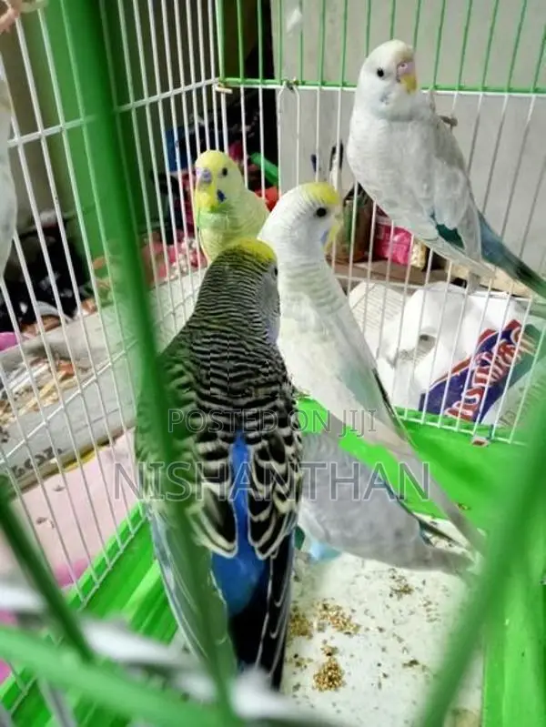 Rainbow Love Birds