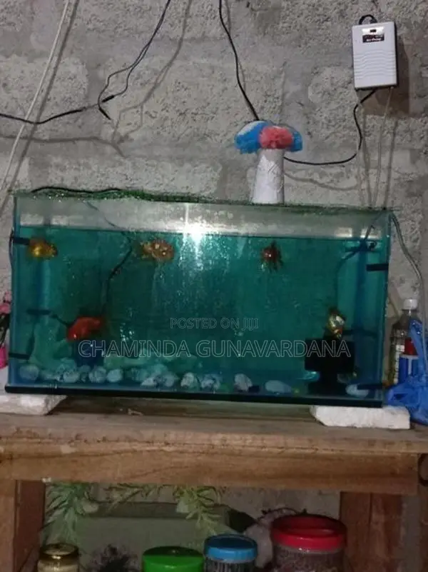 Fish Tank