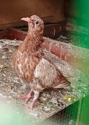 Pigeons