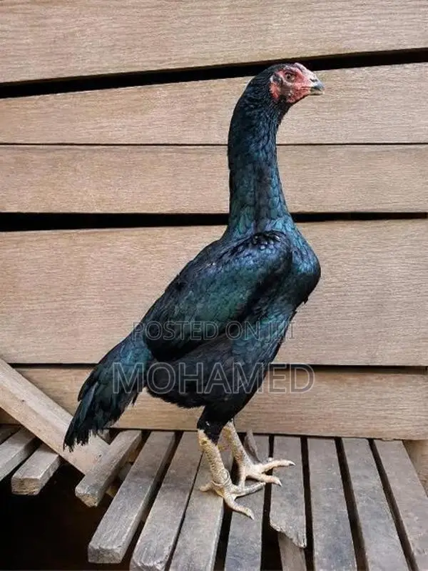 shamo hen
