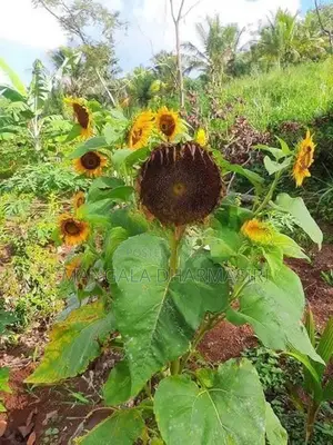 Sunflower Seeds