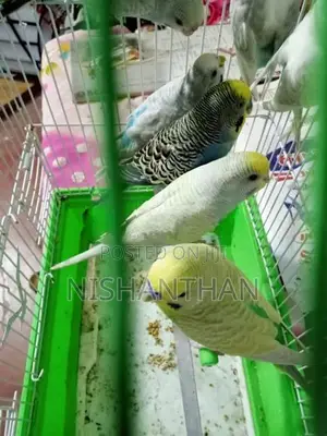 Rainbow Love Birds