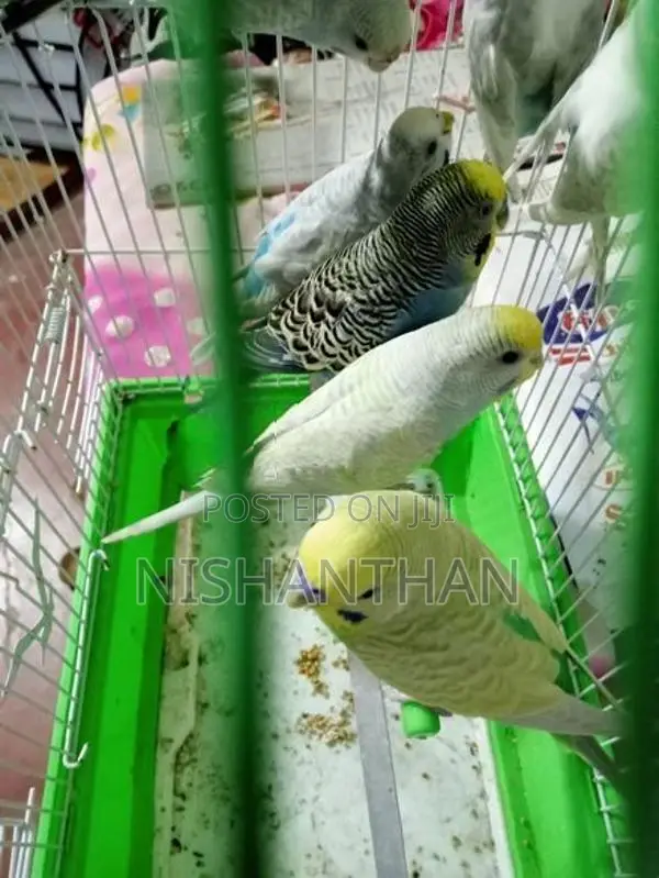 Rainbow Love Birds