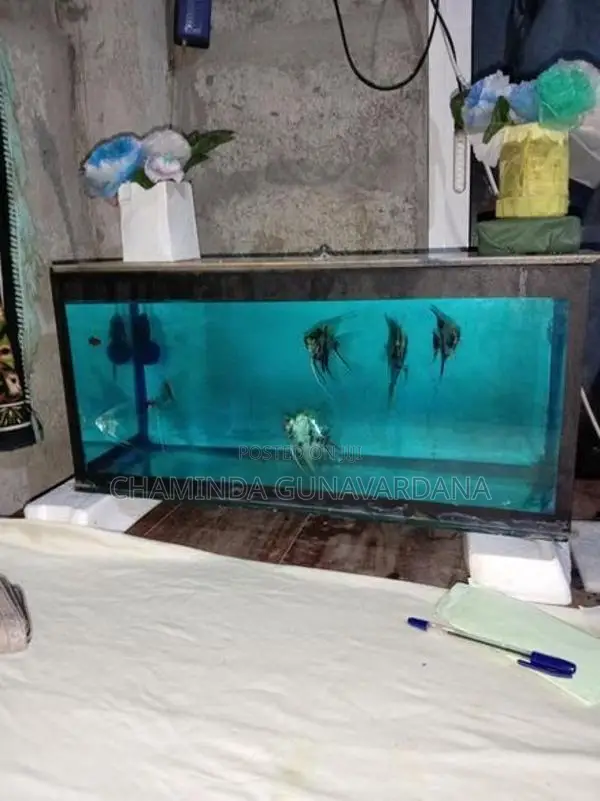 Fish Tank