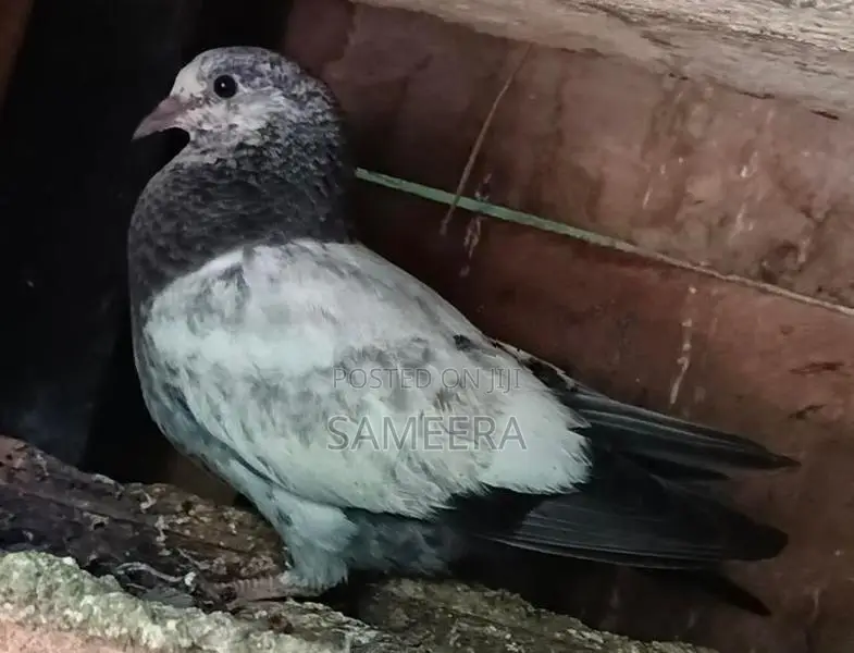 Pigeons