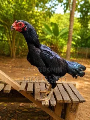 shamo hen