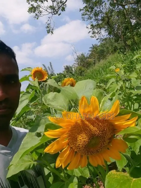 Sunflower Seeds
