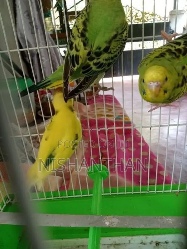 Rainbow Love Birds