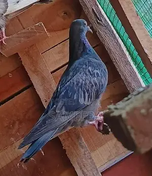 Pigeons