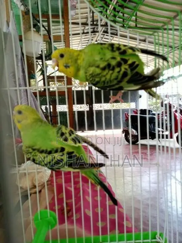 Rainbow Love Birds